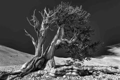 Bristlecone-Pine-1-2018